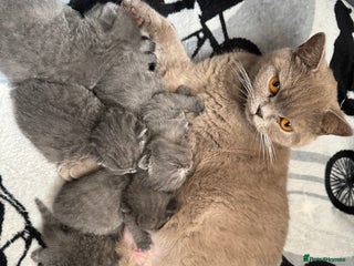 British Shorthair cats - Advert 35