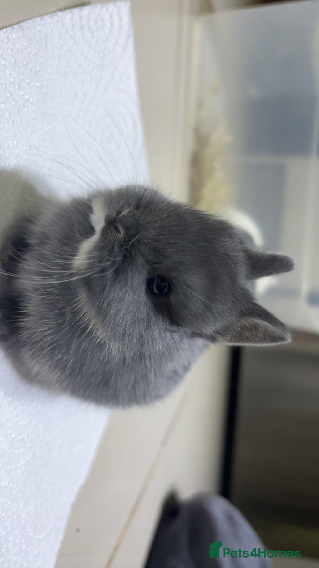 Netherland Dwarf rabbits for sale: Netherland Dwarf Bunnies  - Advert 3