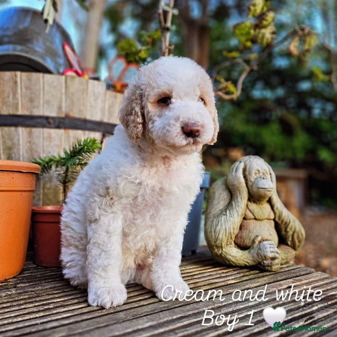 Labradoodle dogs for sale: Curly Coated Hypo-Allergenic Labradoodle Puppies   - Advert 14