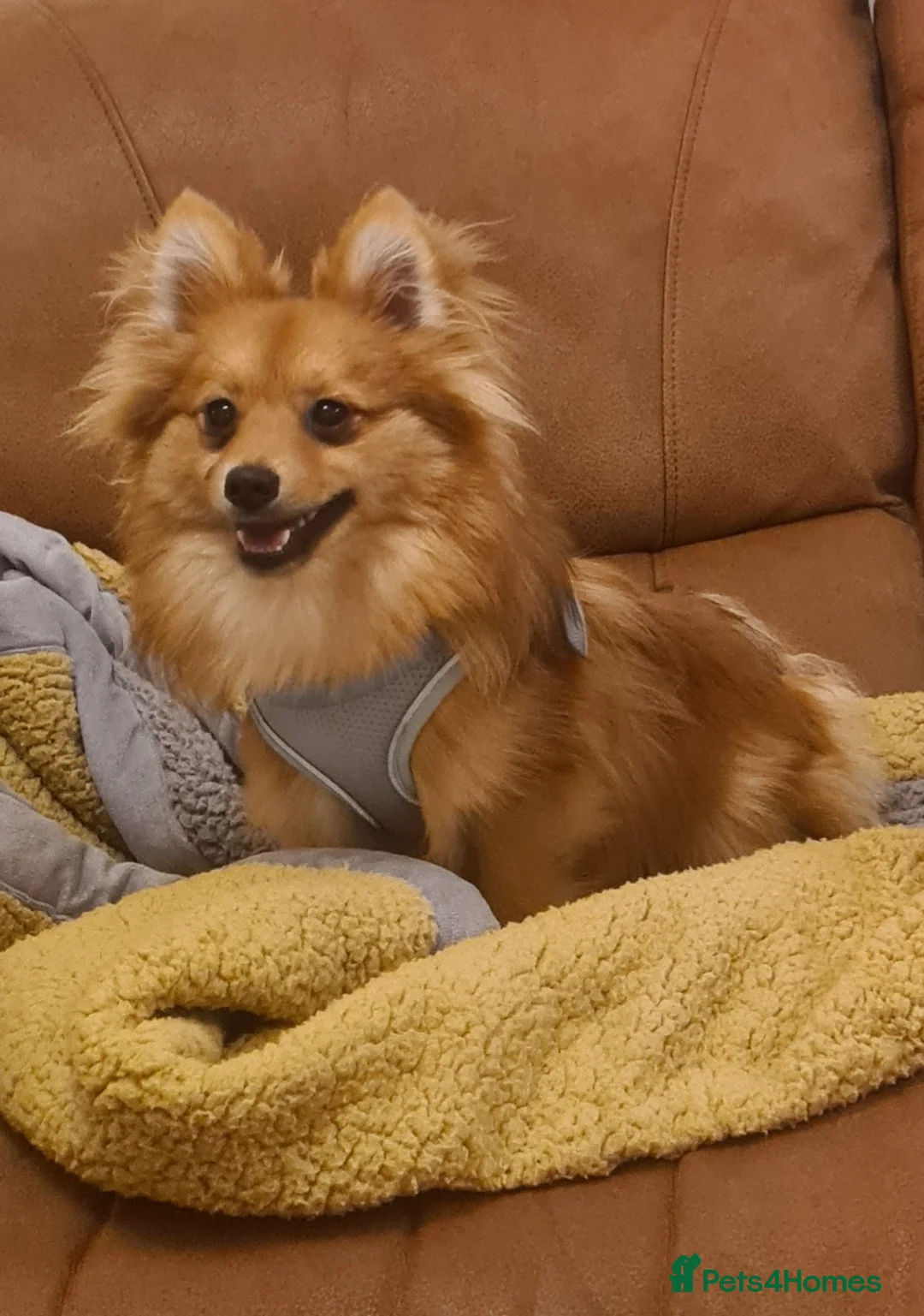 Pomeranian dogs for sale: Pomeranian male 16 months old  - Advert 6