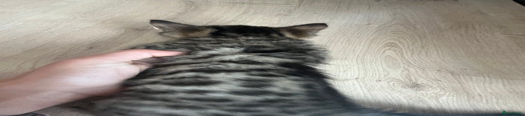 Bengal Kitten 4