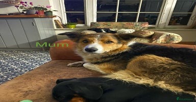 Sprollie dogs - Advert 1