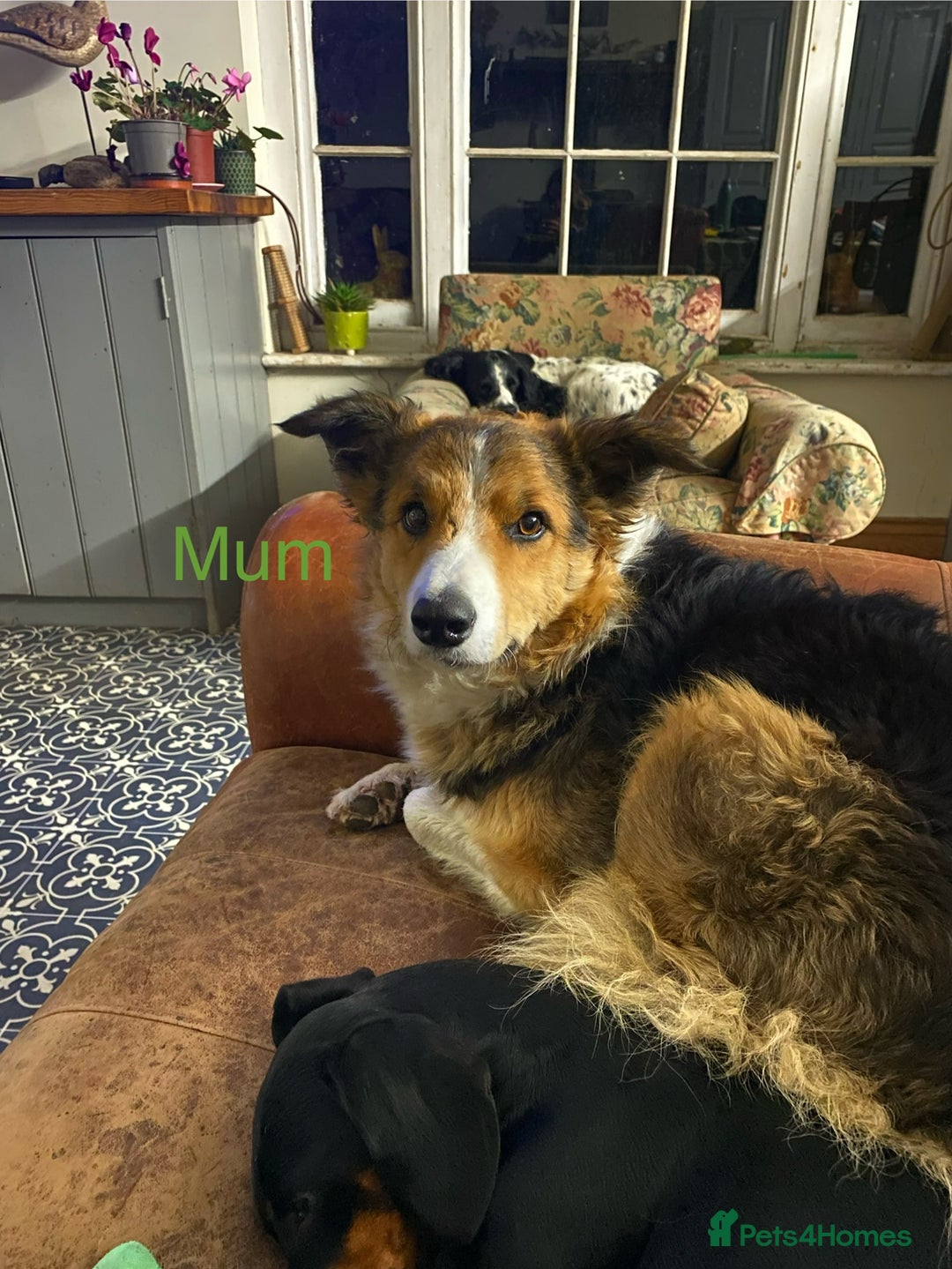 Sprollie dogs for sale: Beautiful Sprollie Puppies for sale - Image 7