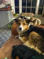 Sprollie dogs - Advert 1