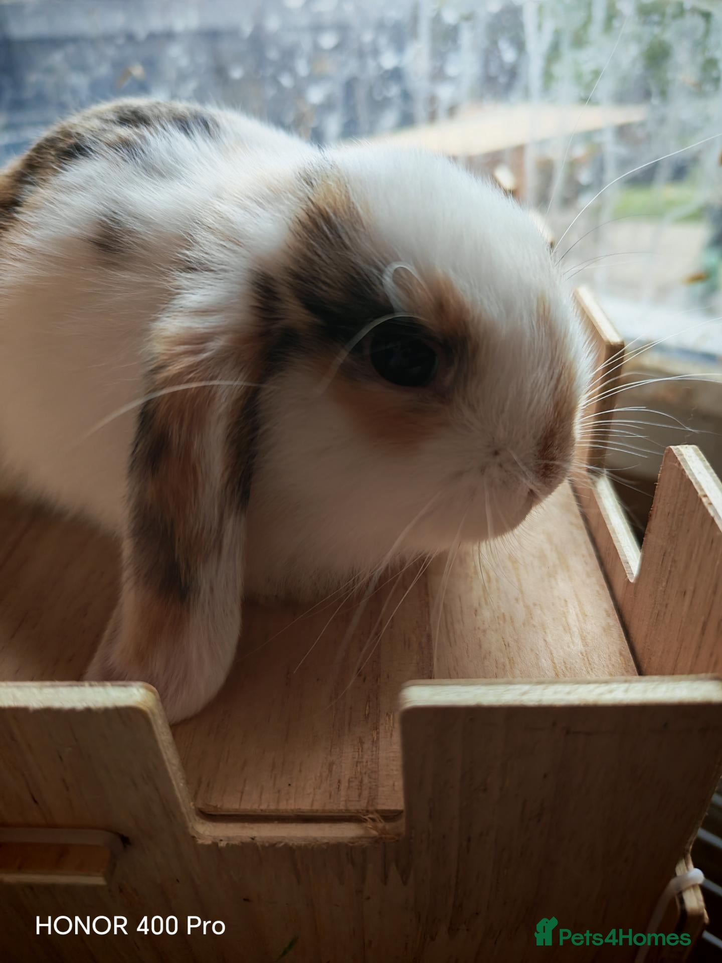 Mini Lop rabbits Pure Bred Mini Lop - Advert 1