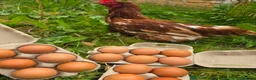 Hens poultry for sale: Hybrid lying eggs hens  - Advert 7