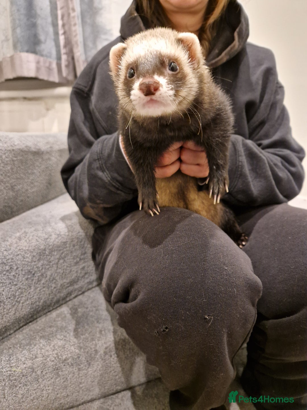 Ferret rodents for sale: Super sweet and friendly male ferret - Advert 1