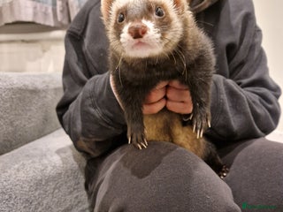 Ferret rodents Super sweet and friendly male ferret - Advert 1