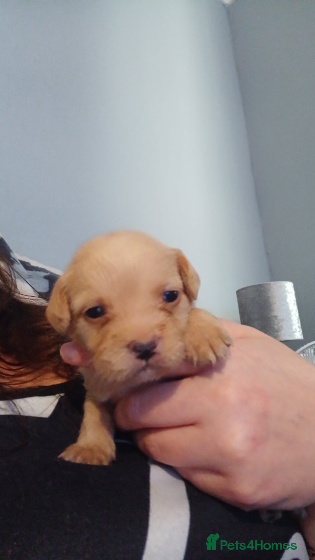 Mixed Breed dogs for sale: Froodle pups for sale  - Image 9