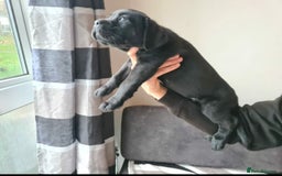 Cane Corso dogs for sale: WORLD CLASS CANE CORSO PUPPIES! 2 Males 4 Females. - Advert 21