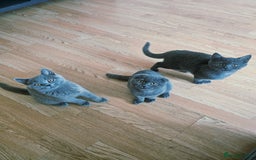 Scottish Fold cats for sale: Scottish Fold x British Shorth Kittens for Sale in Telford - Image 1
