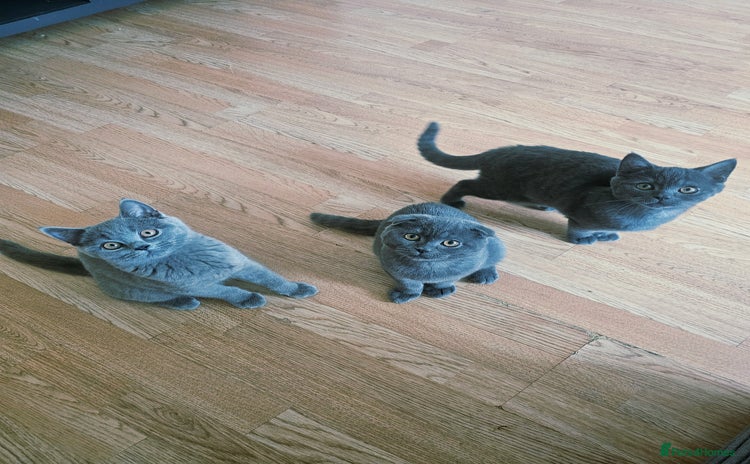 Scottish Fold cats in Telford - Advert 8