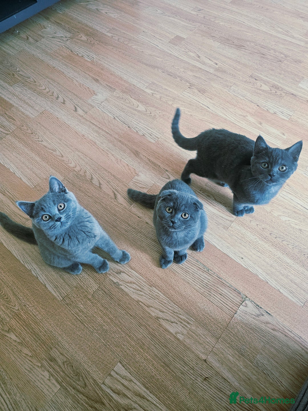 Scottish Fold cats for sale: Scottish Fold x British Shorth Kittens for Sale in Telford - Image 1