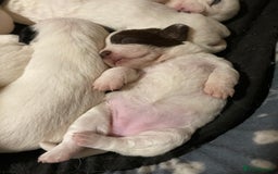 Mixed Breed dogs for sale: 6 beautiful puppies  - Image 6
