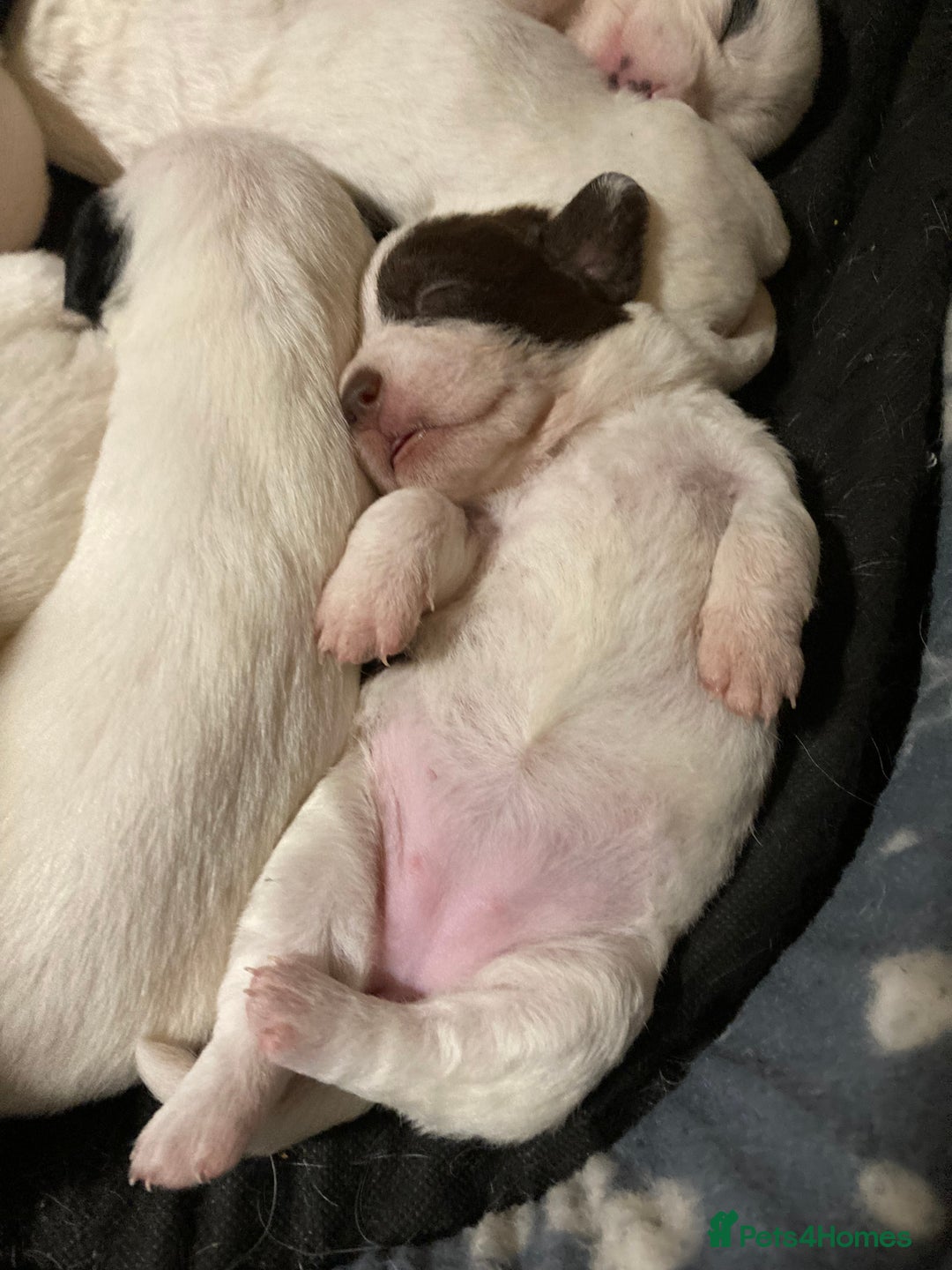 Mixed Breed dogs for sale: 6 beautiful puppies  - Image 6