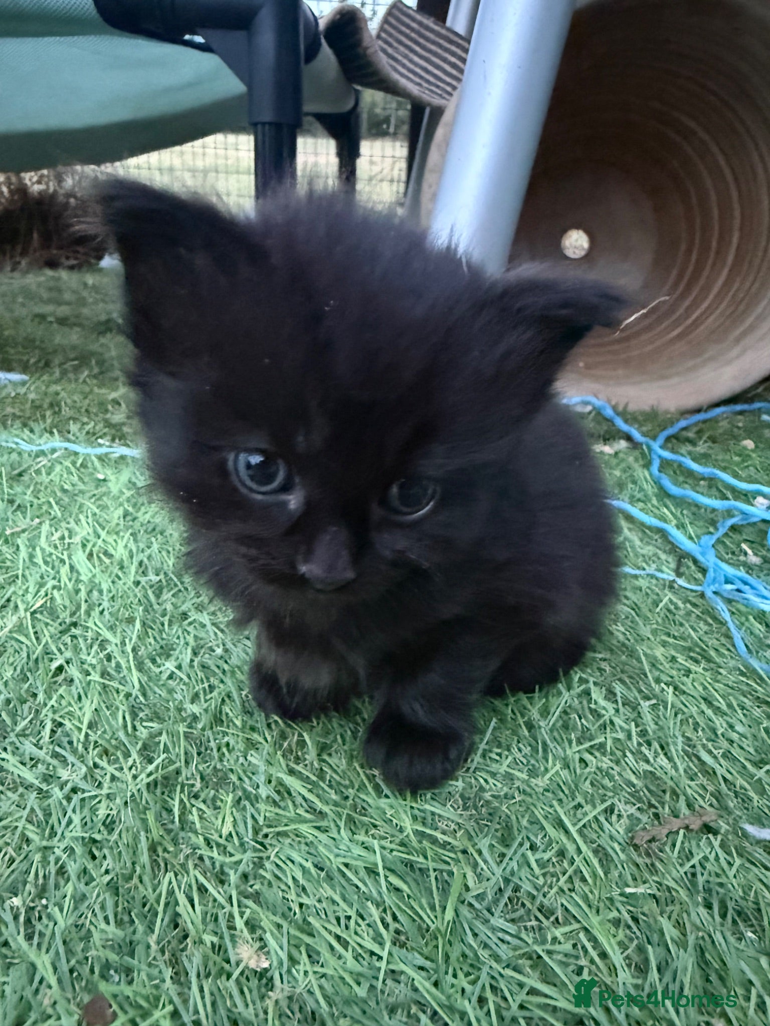 Mixed Breed cats Longhaired Black & Dark Tabby Chunky Kittens - Advert 1