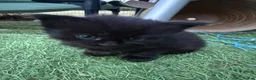 Mixed Breed cats for sale: One boy and one girl left - Longhaired, Kittens - Advert 7