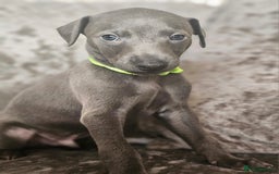Whippet dogs for sale: KC Registered Blue Laguna Whippets - Image 26