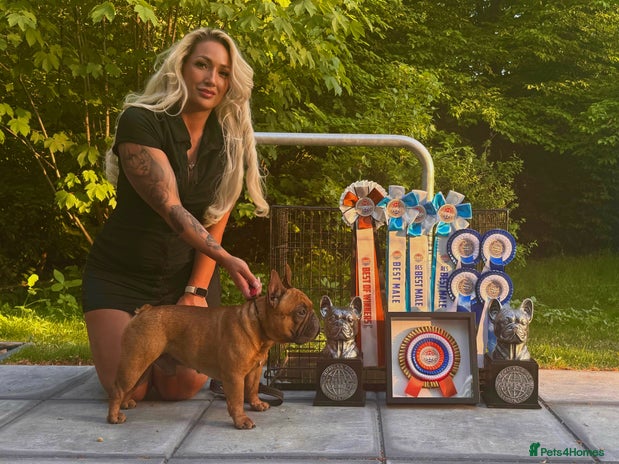 French Bulldog dogs in Doncaster - Advert 1