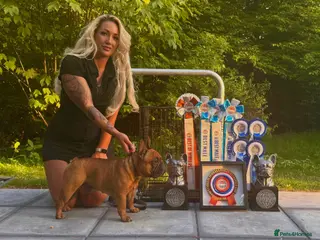 French Bulldog dogs 💥3x Ch Rocky of Empire OB UK💥FBCE Silver Tested in Doncaster - Advert 10