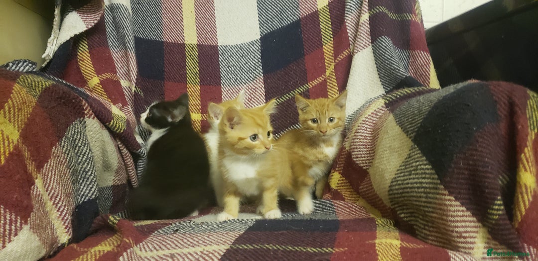 Mixed Breed cats for sale: Beautiful fluffy kittens for sale. - Image 8