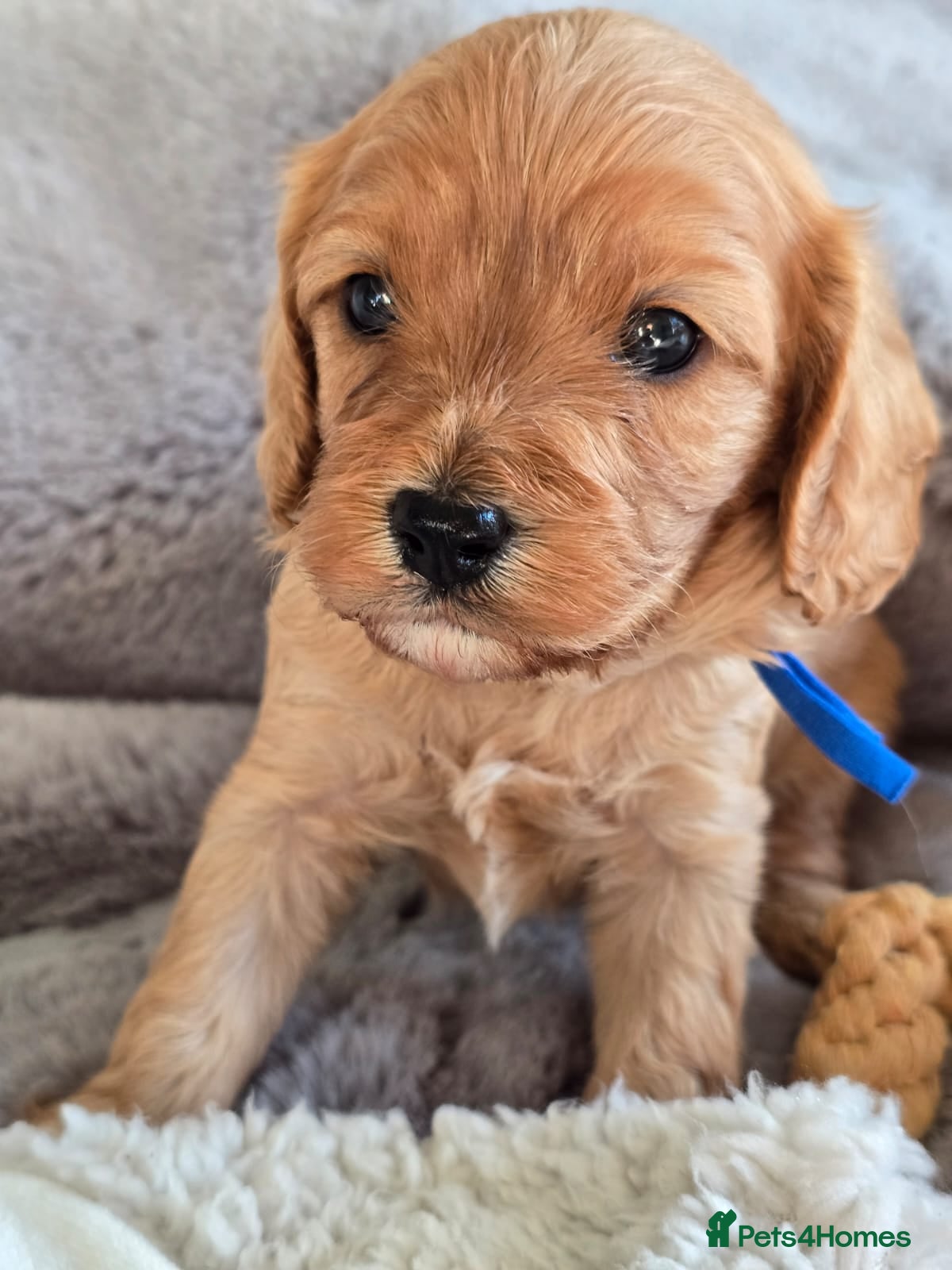 Cavapoo dogs Cavapoo Toy F1 ❤️ DNA TESTED - Advert 1