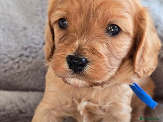 Cavapoo dogs Cavapoo Toy F1 ❤️ DNA TESTED - Advert 1