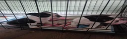 Boston Terrier dogs for sale: X2 Stunning Male Boston Terrier Puppies  in Newcastle upon Tyne - Advert 12