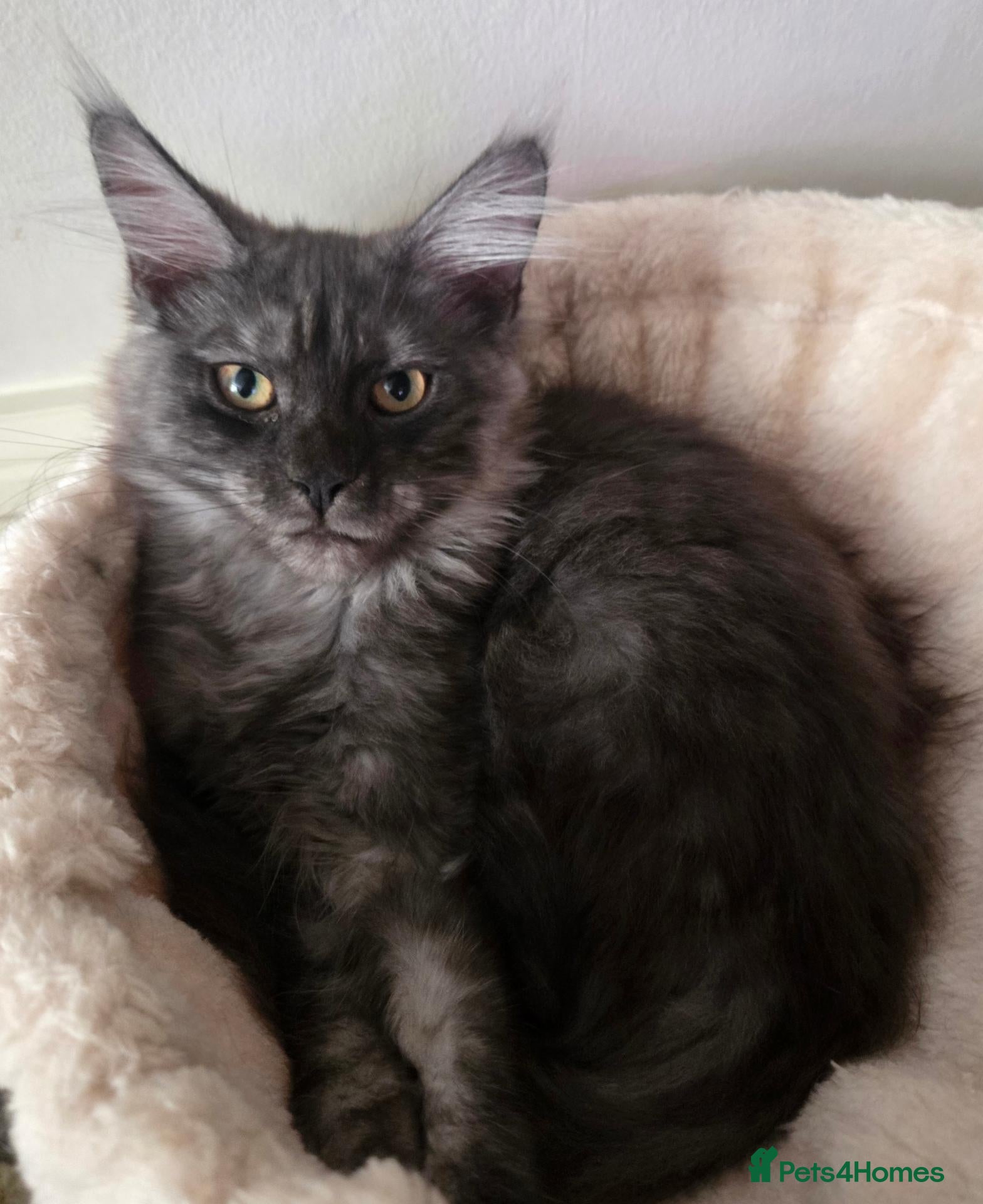 Maine Coon cats Mainecoon tica reg polydactyl kittens - Advert 1