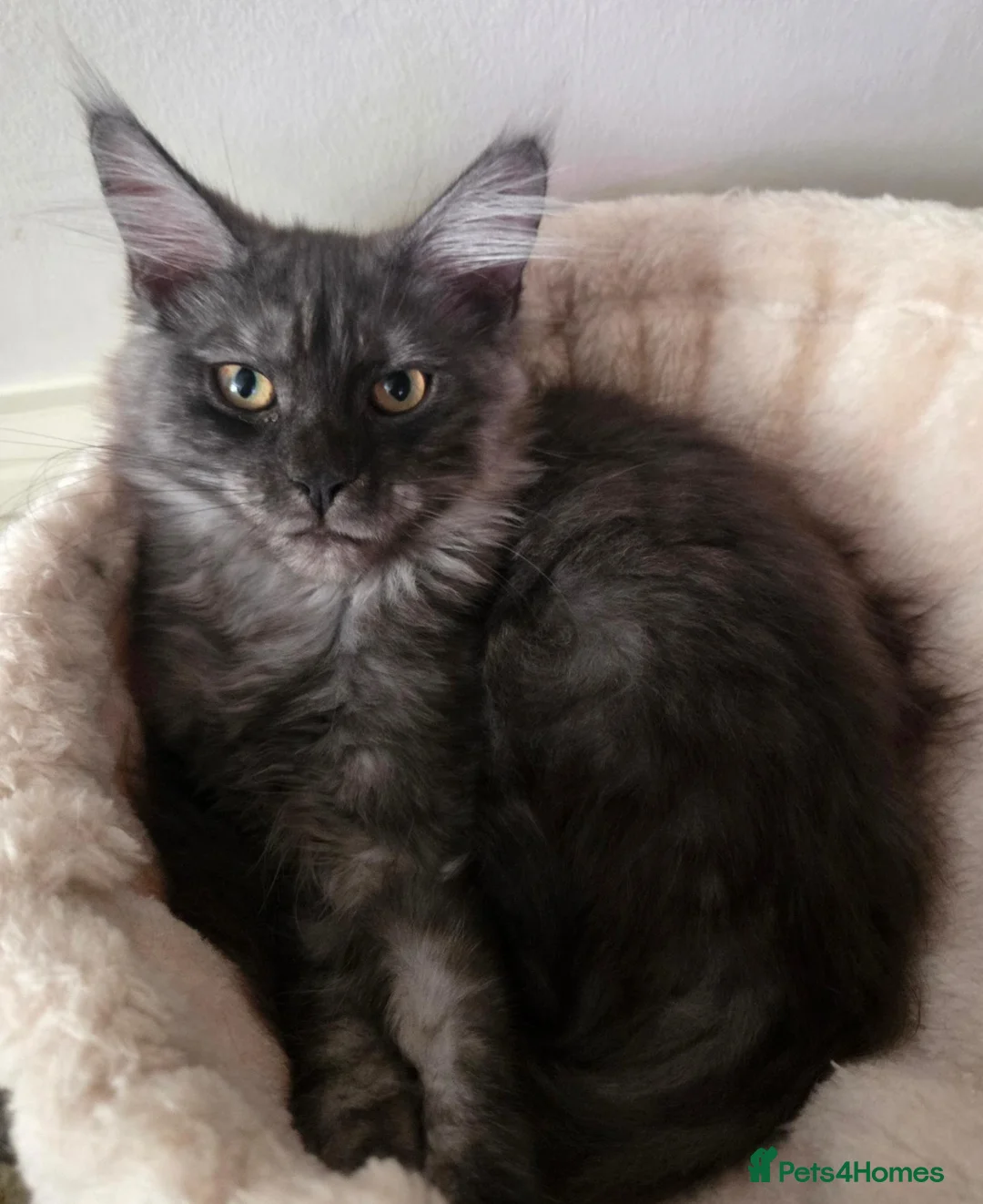 Maine Coon cats for sale: Mainecoon tica reg polydactyl kittens - Advert 1