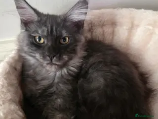 Maine Coon cats Mainecoon tica reg polydactyl kittens - Advert 1