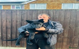 German Shepherd dogs for sale: Exceptional KC Reg DDR GSD Puppies Rare Bloodlines - Image 14