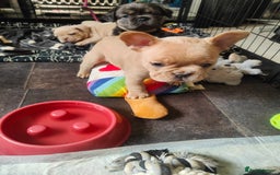 French Bulldog dogs for sale: 🐾 Premium Fluffy French Bulldog Puppies 🐾 - Image 9