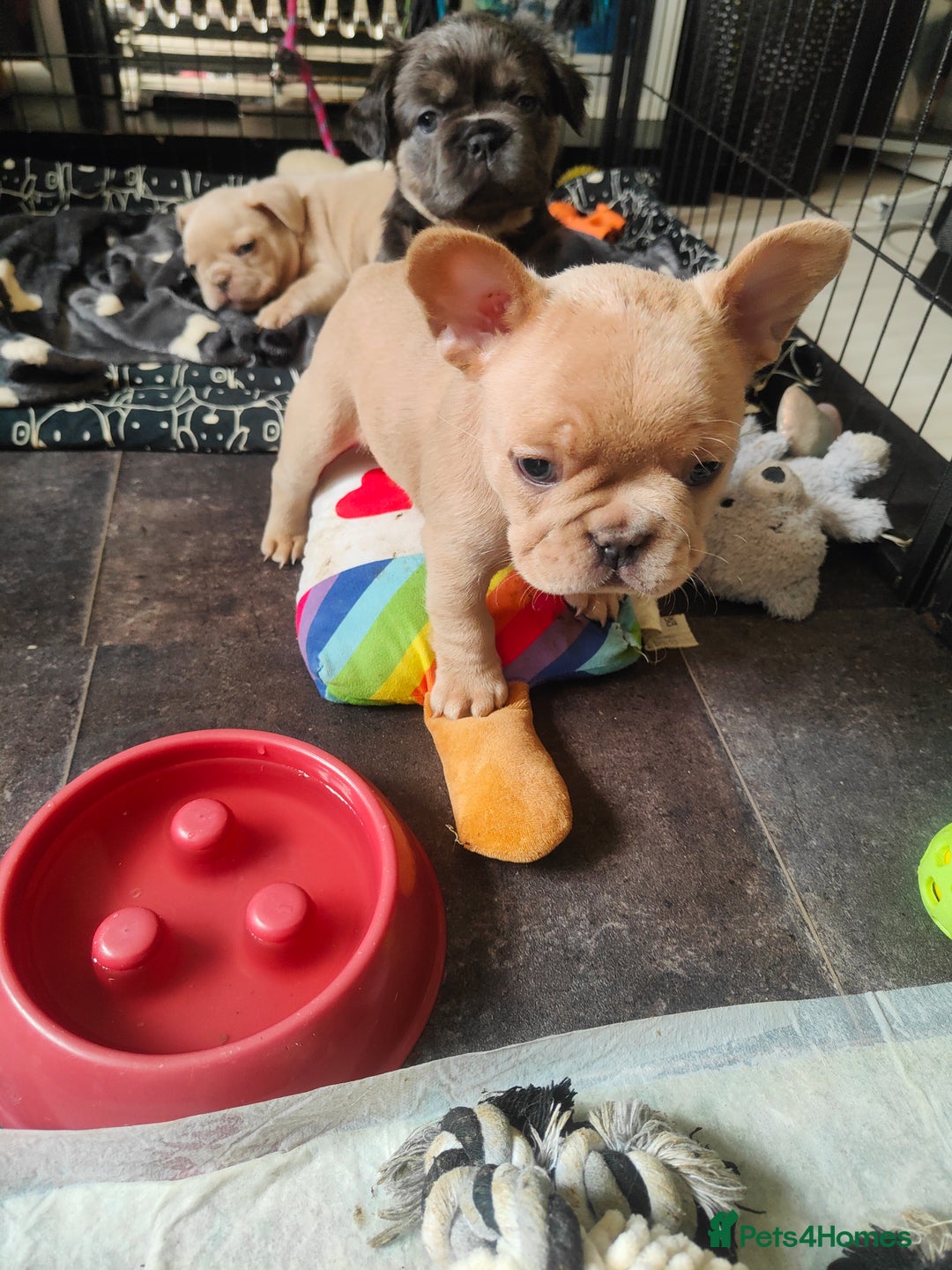 French Bulldog dogs for sale: 🐾 Premium Fluffy French Bulldog Puppies 🐾 - Image 9