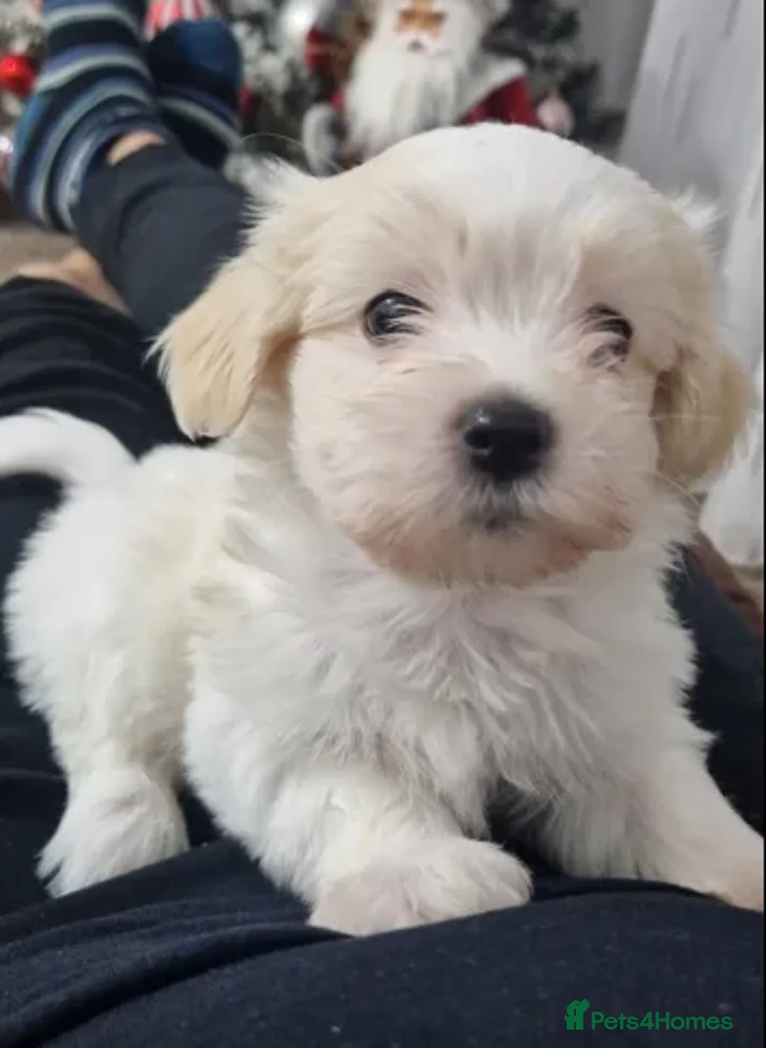 Havanese dogs for sale: The Ultimate Lap Dog – Precious Havanese Puppies  - Advert 3
