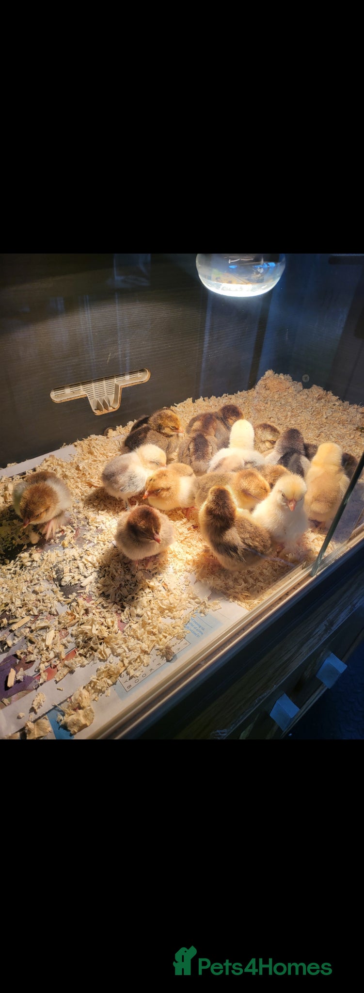 Chickens poultry Chicks for sale - Advert 1