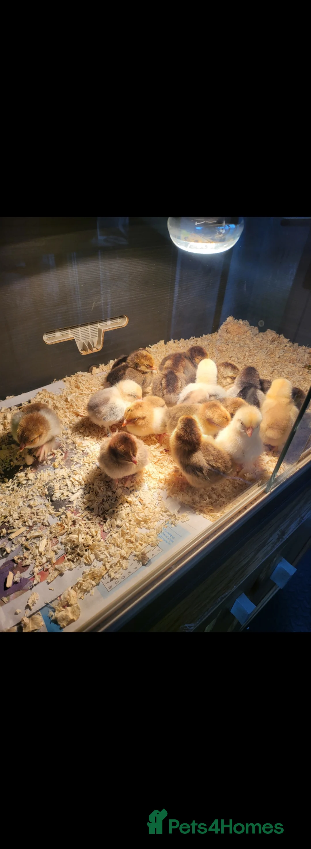 Chickens poultry for sale: Chicks for sale in Warrington - Advert 1