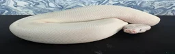 Python Snake reptiles for sale: Ball pythons for sale.  - Advert 3