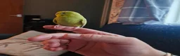 Budgerigars birds for sale: Hand reared, with cage - Advert 1