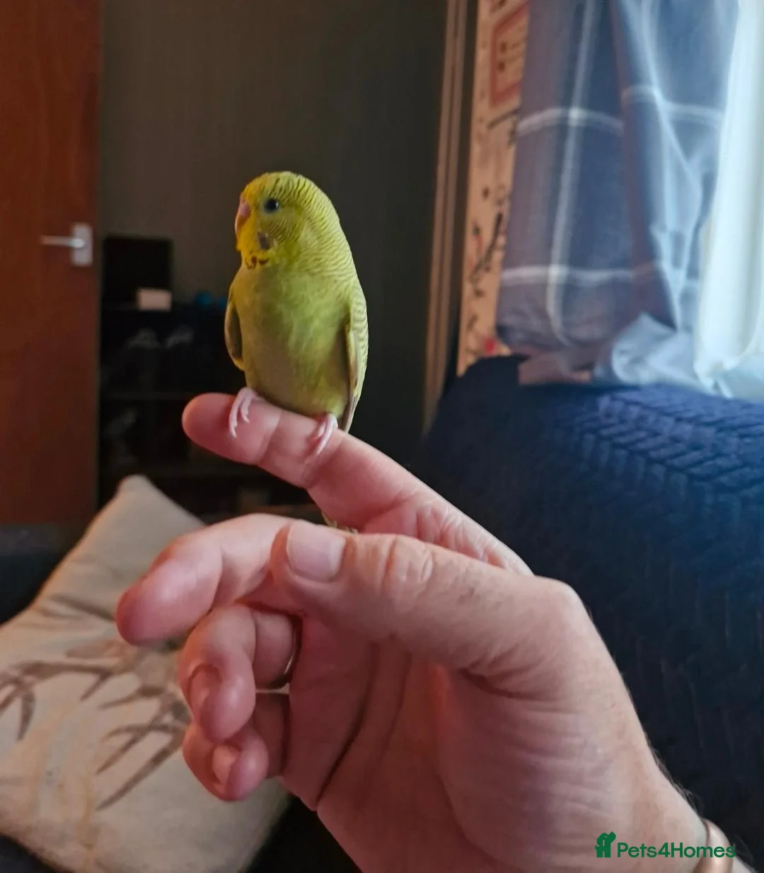 Budgerigars birds for sale: Hand reared, with cage - Advert 1