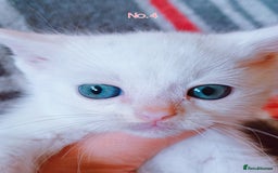 Mixed Breed cats for sale: 4 Gorgeous Pure White Kittens Available 7th Nov - Image 27