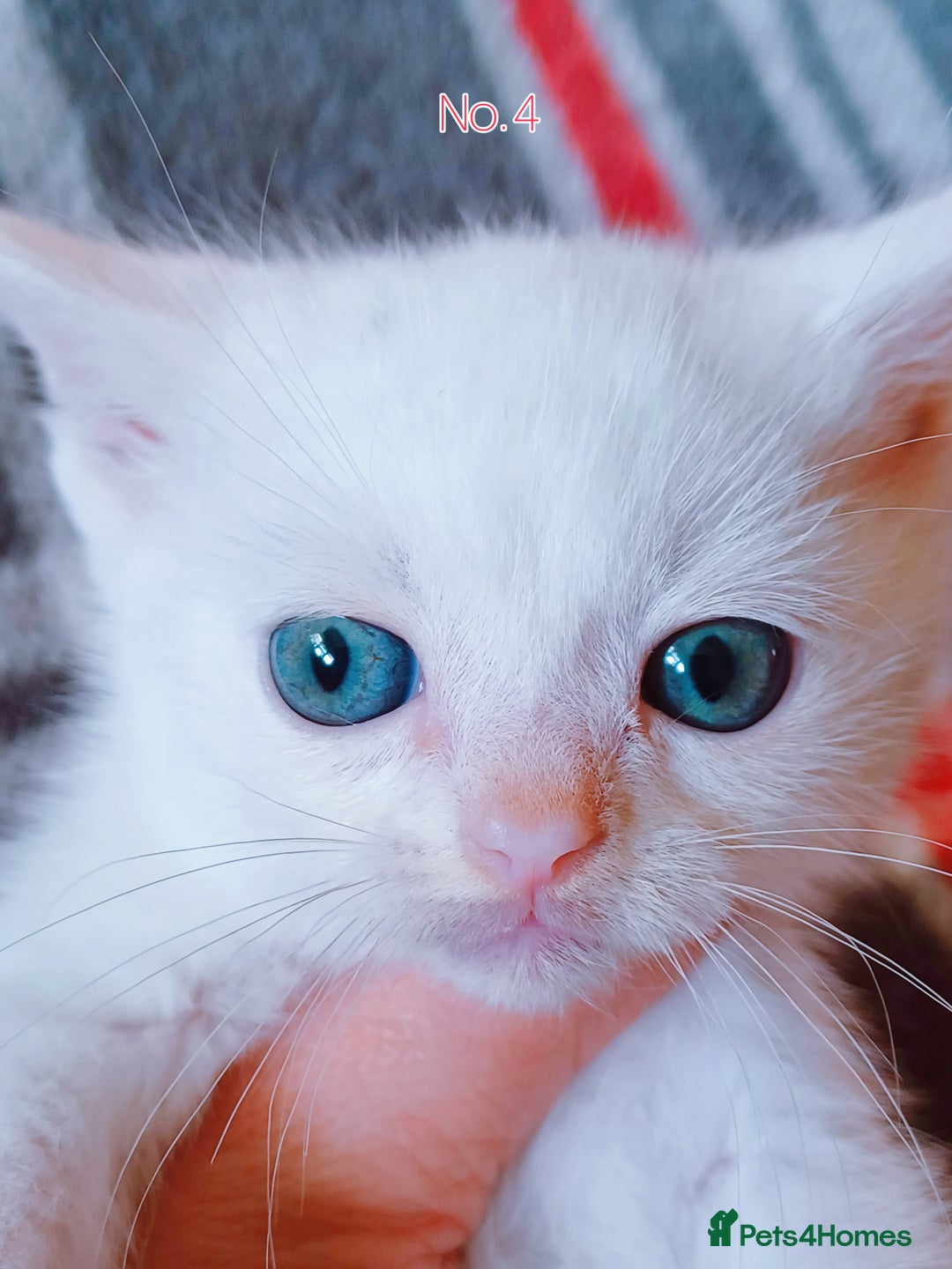 Mixed Breed cats for sale: 4 Gorgeous Pure White Kittens Available 7th Nov - Image 27