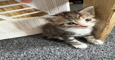 Mixed Breed cats - Advert 2