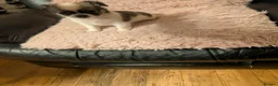 Chihuahua dogs for sale: Lovely tiny chihuahua puppies for sale  - Advert 28