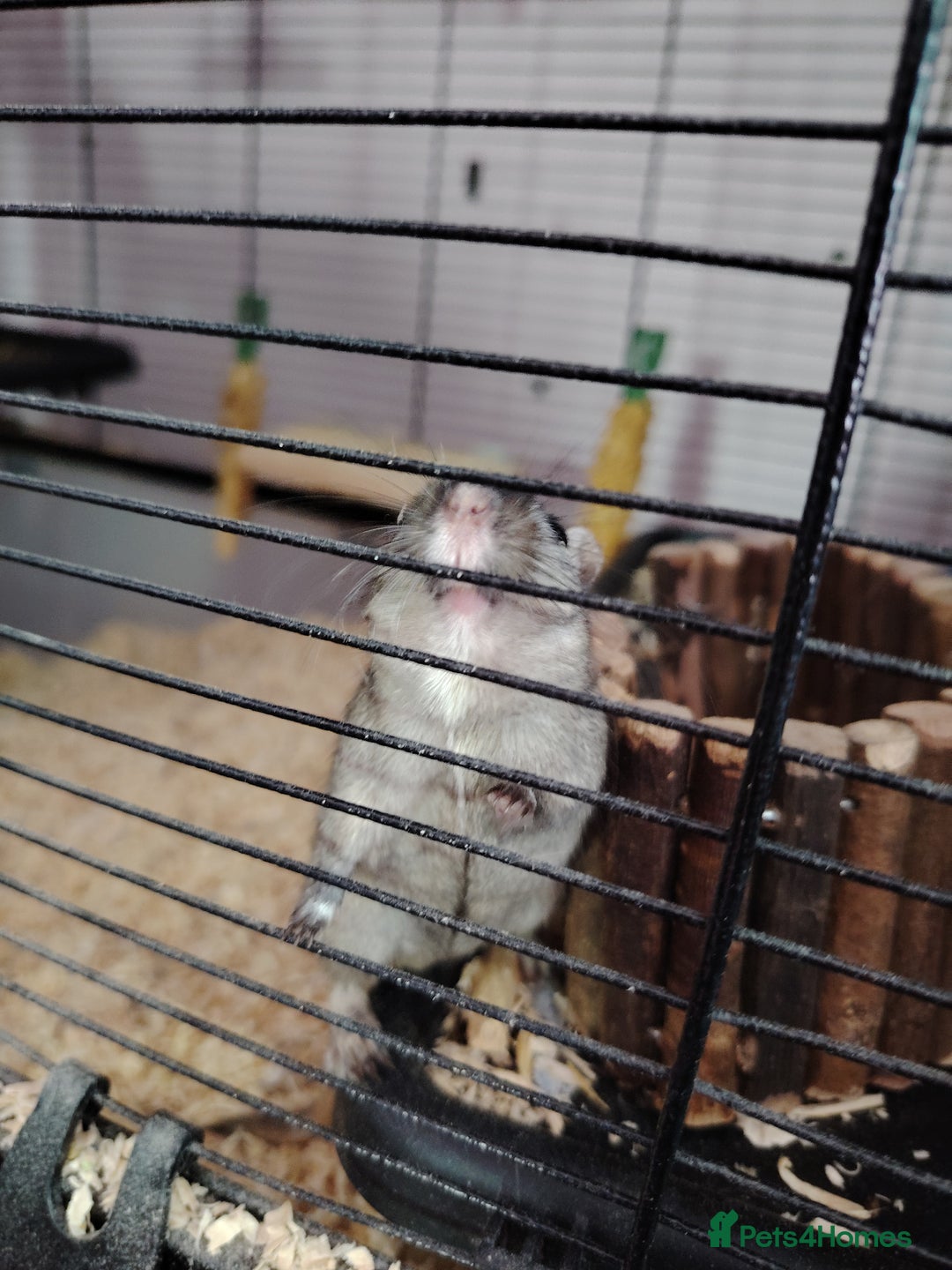Gerbil rodents for sale: 2 male gerbils plus cage - Image 2