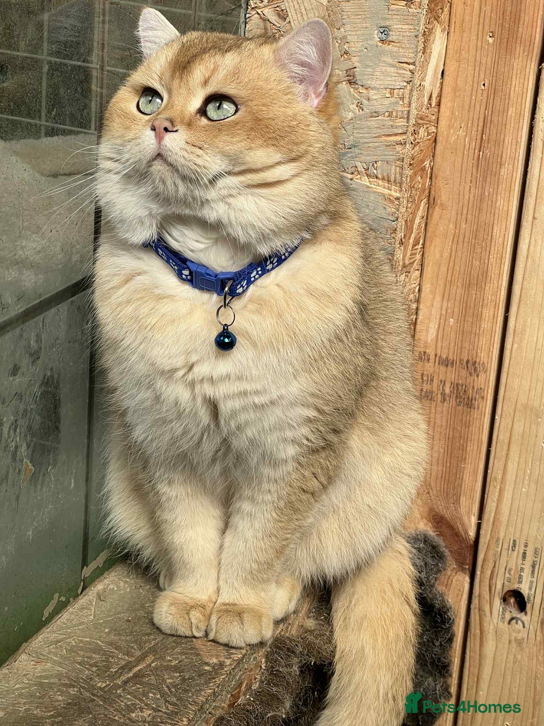 British Shorthair cats for sale: *READY NOW* TICA registered BSH kittens - Image 21