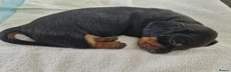Miniature Dachshund dogs for sale: Beautiful Dachshunds - Advert 3