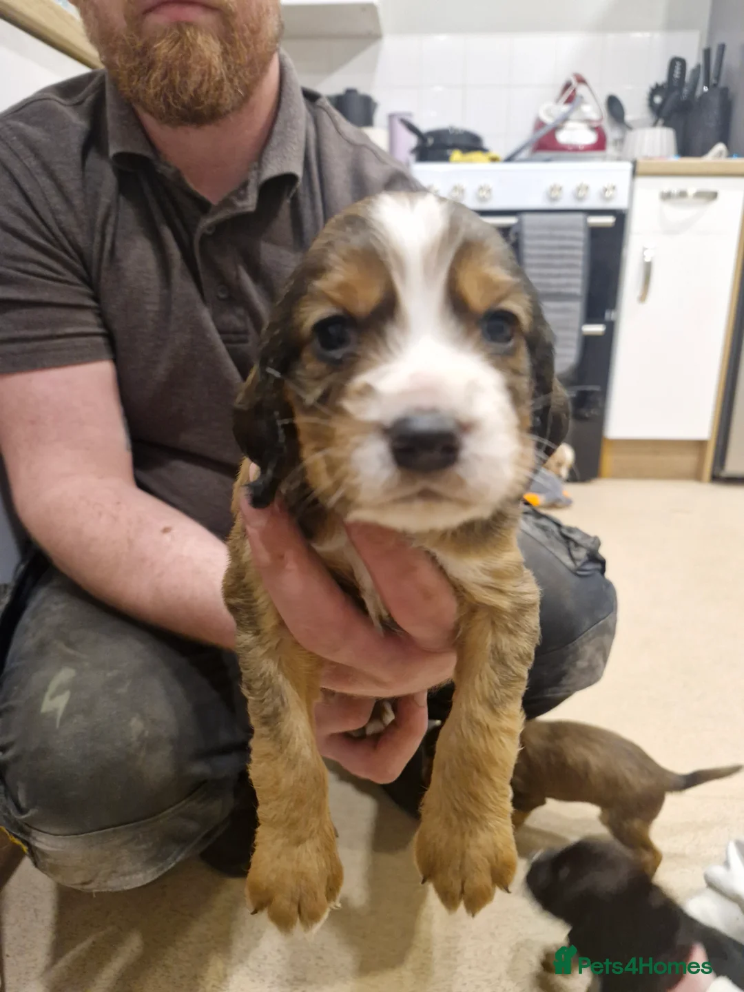 Sprocker dogs for sale: One last beautiful sprocker available  - Advert 6