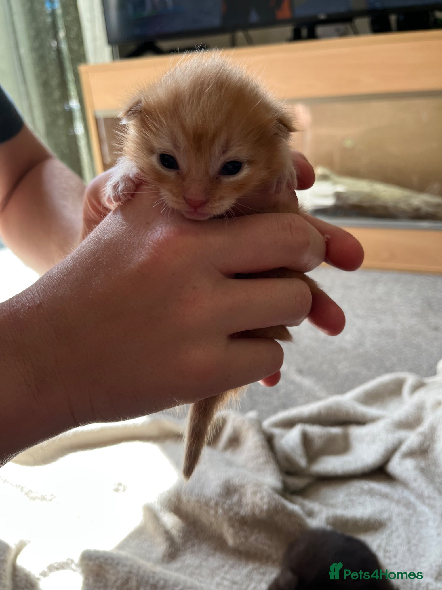 Mixed Breed cats for sale: Mainecoon Mixed Breed Kittens  - Advert 4
