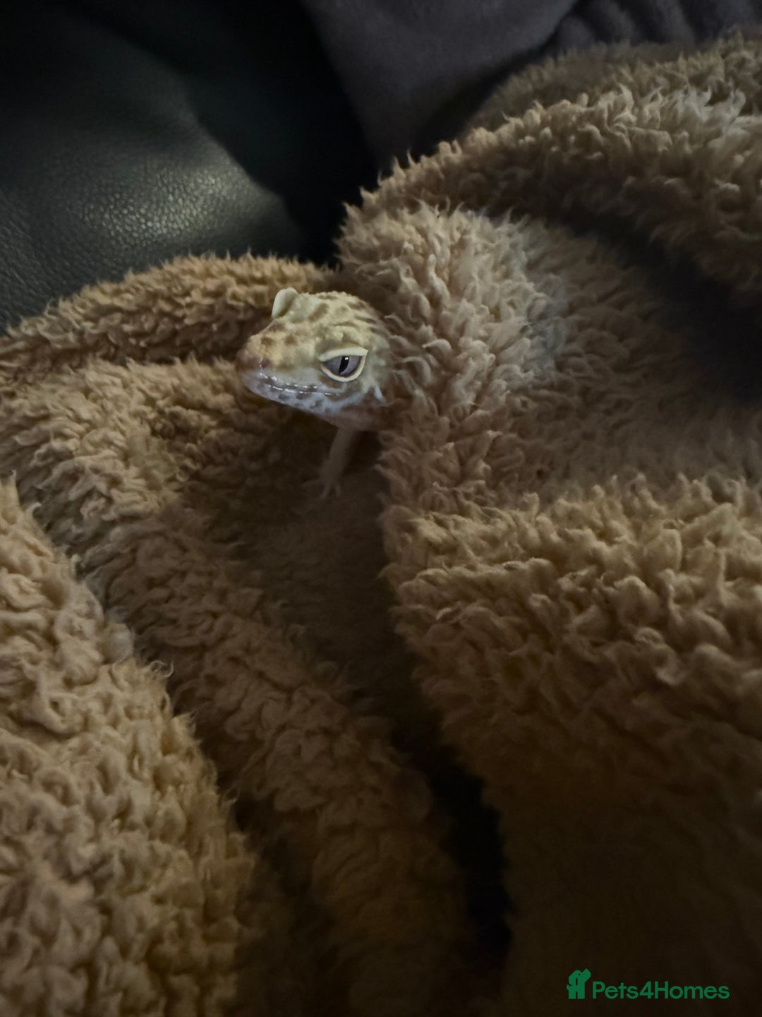 Leopard Gecko reptiles for sale: Friendly leopard gecko - Advert 7
